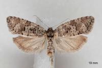 Cnephasia stephensiana