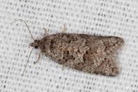 Cnephasia stephensiana