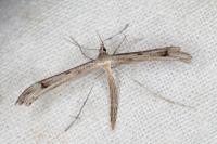 Stenoptilia coprodactyla