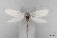 Elachista argentella