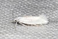 Elachista argentella