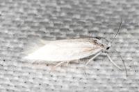 Elachista argentella