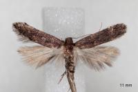 Aproaerema sangiella