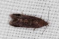 Aproaerema sangiella
