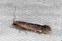 Aproaerema sangiella