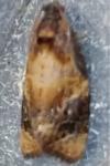 Ditula angustiorana