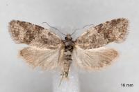 Cnephasia incertana