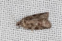 Cnephasia incertana