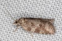 Cnephasia incertana