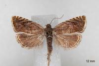 Dichrorampha eximia