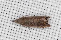 Dichrorampha eximia