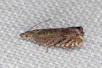 Dichrorampha eximia
