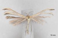 Merrifieldia leucodactyla