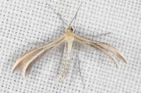 Merrifieldia leucodactyla