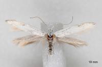 Coleophora albidella