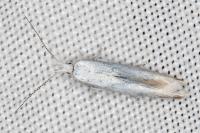 Coleophora albidella