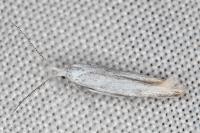 Coleophora albidella