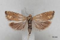 Eucosma obumbratana