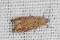 Eucosma obumbratana