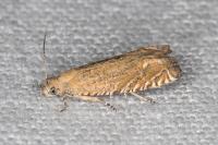Eucosma obumbratana