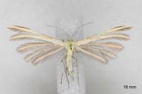 Merrifieldia neli