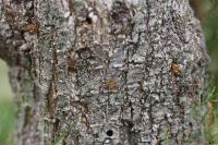 Synanthedon theryi
