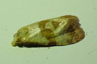 Phalonidia contractana