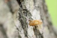 Synanthedon theryi