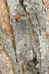 Synanthedon theryi