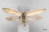 Pleurota proteella