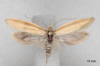 Pleurota proteella