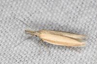 Pleurota proteella