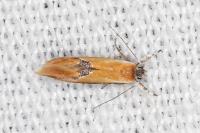 Batia lunaris