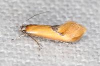 Batia lunaris