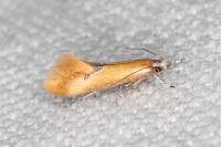 Batia lunaris