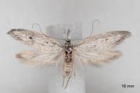 Pleurota gallicella