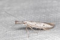 Pleurota gallicella