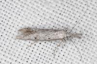 Pleurota gallicella