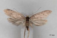 Agnoea langohri