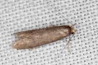 Agnoea langohri