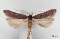 Prolita solutella