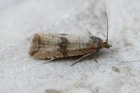 Celypha striana