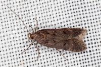Prolita solutella