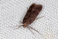 Prolita solutella
