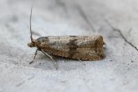 Celypha striana