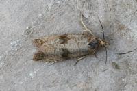 Celypha striana