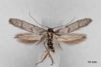 Blastobasis phycidella