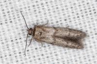 Blastobasis phycidella