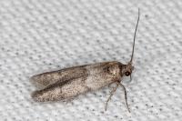 Blastobasis phycidella