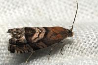Cydia interscindana
